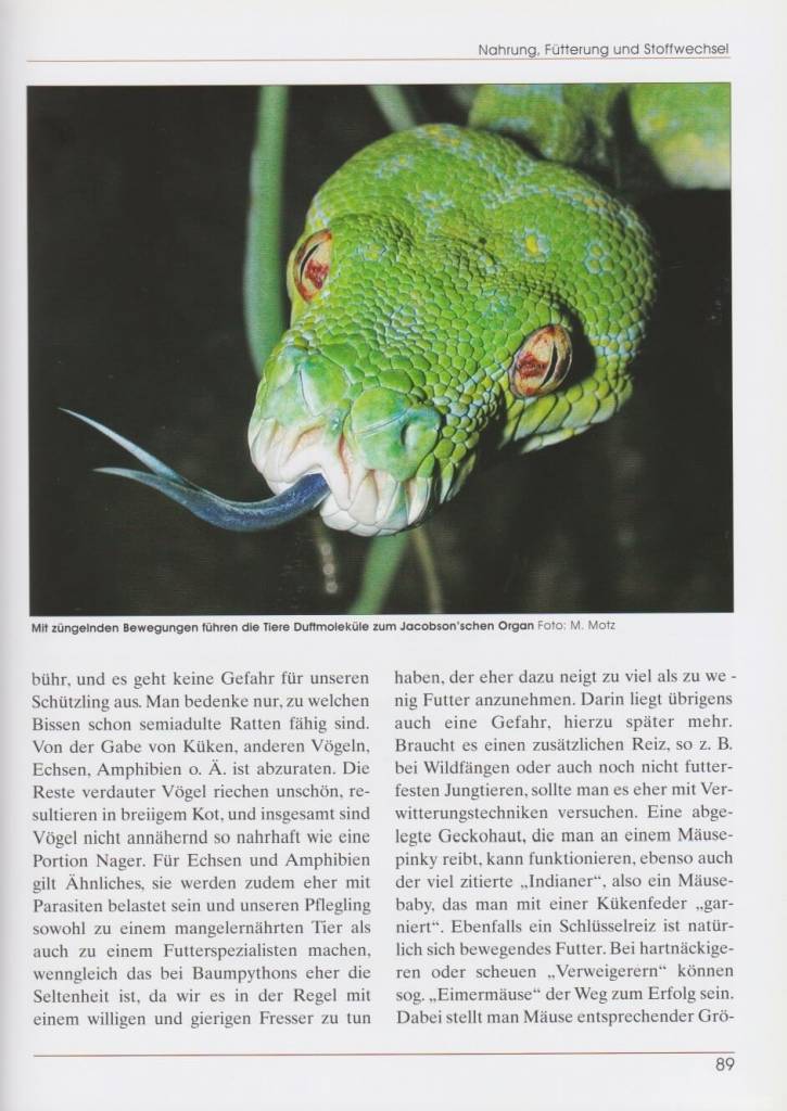 Grüner Baumpython – Morelia viridis